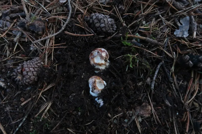 Boletus pinophilus 1 - IMG_7013